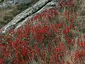 October 28, 2005 - Acadia National Park, Mount Desert Island, Maine.<br />Atop Cadillac Mountain.