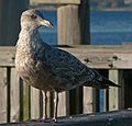 November 12, 2005 - Colt State Park, Bristol, Rhode Island.<br />A young seagull.