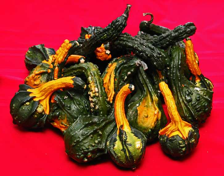 Gourds from Paul's garden.<br />Thanksgiving at Paul and Norma's.<br />November 24, 2005 - Tewksbury, Massachusetts.