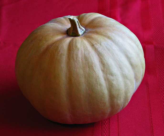 Manhattan pumpkin from Paul's garden.<br />Thanksgiving at Paul and Norma's.<br />November 24, 2005 - Tewksbury, Massachusetts.