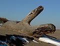 Dec. 27, 2005 - Parker River National Wildlife Refuge, Plum Island, Massachusetts.