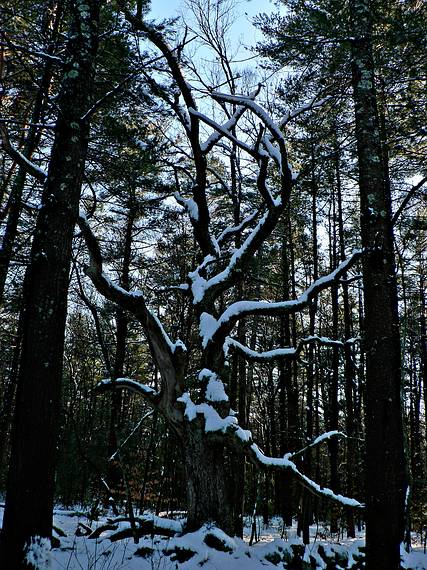Jan. 24, 2006 - Maudslay State Park, Newburyport, Massachusetts.