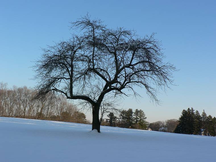 Jan. 24, 2006 - Maudslay State Park, Newburyport, Massachusetts.