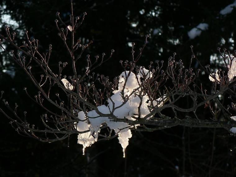 Jan. 24, 2006 - Maudslay State Park, Newburyport, Massachusetts.