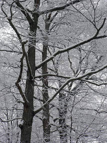Another snowy day.<br />View out the back door.<br />Jan. 25, 2006 - Merrimac, Massachusetts.