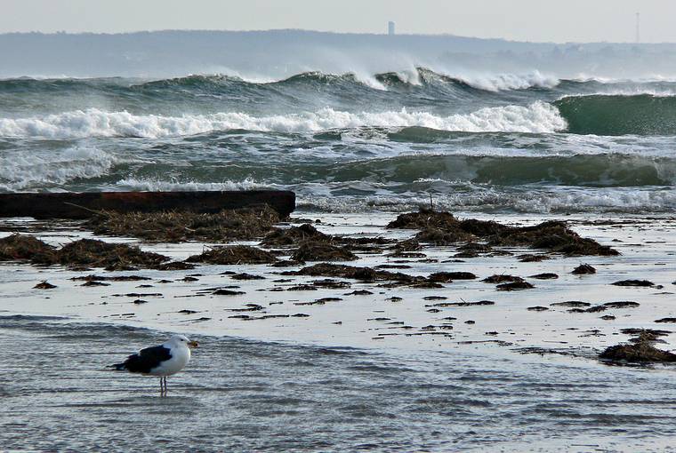 Feb. 1, 2006 - Sandy Point State Reservation, Plum Island, Massachusetts.