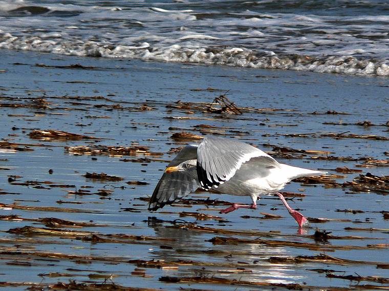Feb. 1, 2006 - Sandy Point State Reservation, Plum Island, Massachusetts.