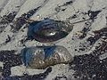 Feb. 9, 2006 - Parker River National Wildlife Preserve, Plum Island, Massachusetts.<br />The shell of a horseshoe crab.