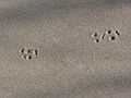 Feb. 9, 2006 - Sandy Point State Reservation, Plum Island, Massachusetts.