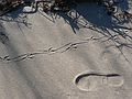 Feb. 9, 2006 - Sandy Point State Reservation, Plum Island, Massachusetts.