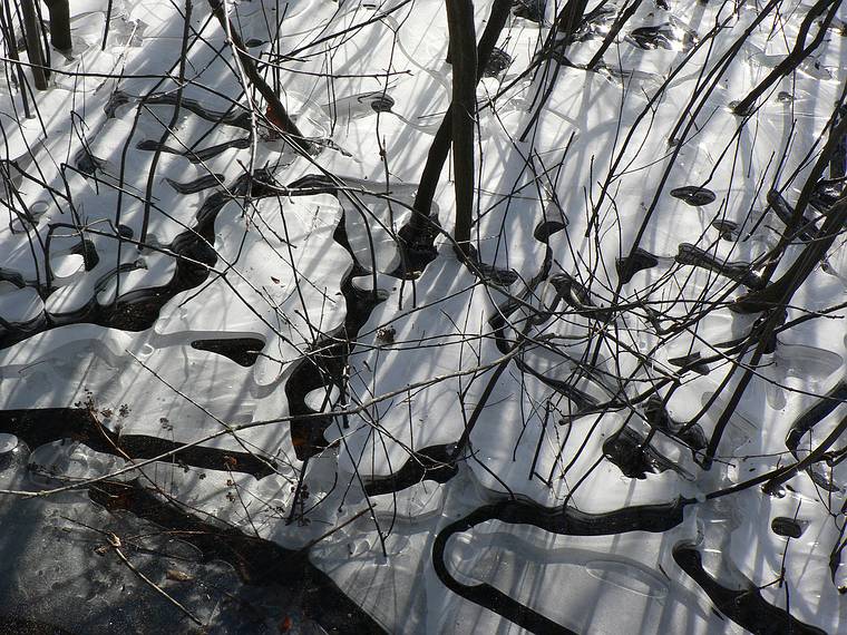 Feb. 11, 2006 - Crane Beach, Ipswich, Massachusetts.<br />A Trustees of Reservations property.<br />An unusual ice pattern among trees.