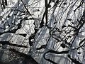 Feb. 11, 2006 - Crane Beach, Ipswich, Massachusetts.<br />A Trustees of Reservations property.<br />An unusual ice pattern among trees.