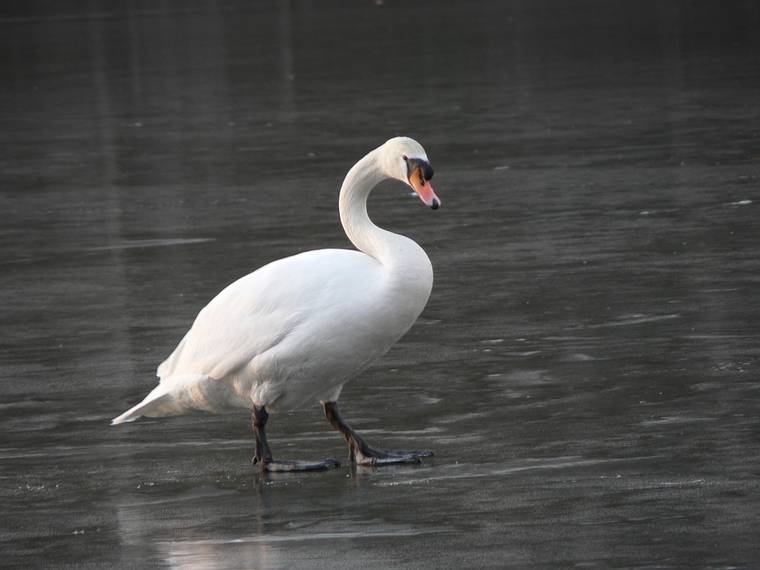Feb. 21, 2006 - Newbury, Massachusetts.<br />Swan on a frozen pond along Hay Street.
