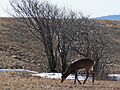 March 8, 2006 - Parker River National Wildlife Refuge, Plum Island, Massachusetts.<br />Whitetailed deer.