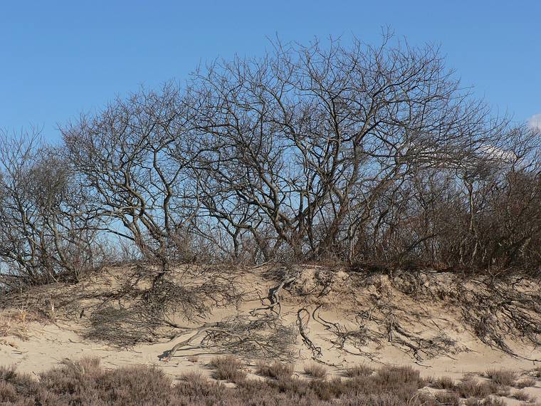 March 14, 2006 - Sandy Point State Reservation, Plum Island, Massachusetts.