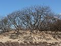 March 14, 2006 - Sandy Point State Reservation, Plum Island, Massachusetts.