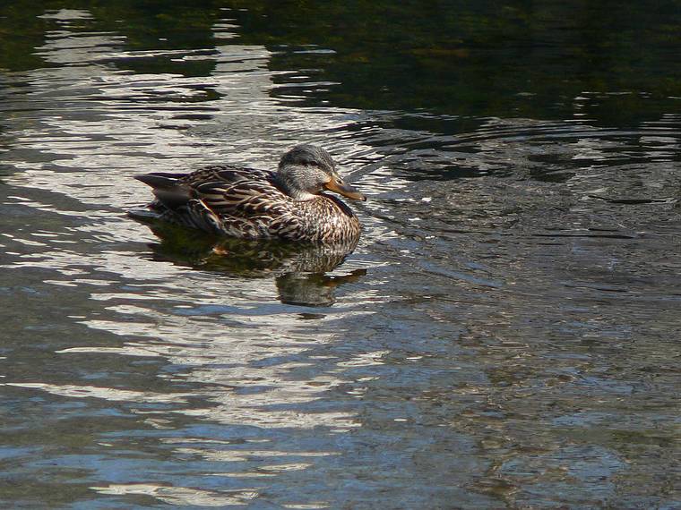 March 18, 2006 - Baltimore, Maryland.<br />Female mallard.