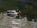 March 18, 2006 - Baltimore, Maryland.<br />Male mallard.