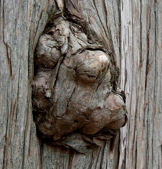 March 23, 2006 - Deer Island, Amesbury, Massachusetts.<br />A growth in the bark of the tree in the previous photo.