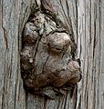 March 23, 2006 - Deer Island, Amesbury, Massachusetts.<br />A growth in the bark of the tree in the previous photo.