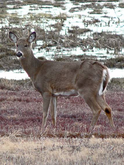 March 23, 2006 - Parker River National Wildlife Refuge, Plum Island, Massachusetts.<br />Whitetailed deer.