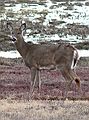 March 23, 2006 - Parker River National Wildlife Refuge, Plum Island, Massachusetts.<br />Whitetailed deer.