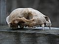 March 23, 2006 - Parker River National Wildlife Refuge, Plum Island, Massachusetts.<br />A skull, about six inches long, probably of a seal.