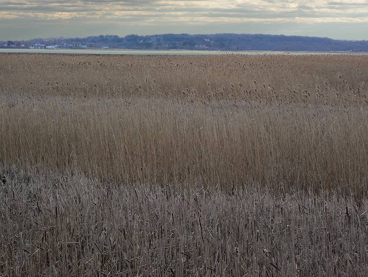 March 23, 2006 - Parker River National Wildlife Refuge, Plum Island, Massachusetts.<br />View from end of Marsh Trail at Hellcat Swamp.