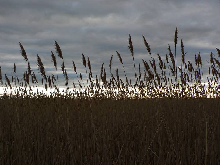 March 23, 2006 - Parker River National Wildlife Refuge, Plum Island, Massachusetts.<br />Phragmites along Marsh Trail at Hellcat Swamp.