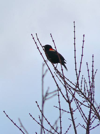 March 23, 2006 - Parker River National Wildlife Refuge, Plum Island, Massachusetts.<br />A red-winged blackbird.