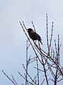 March 23, 2006 - Parker River National Wildlife Refuge, Plum Island, Massachusetts.<br />A red-winged blackbird.