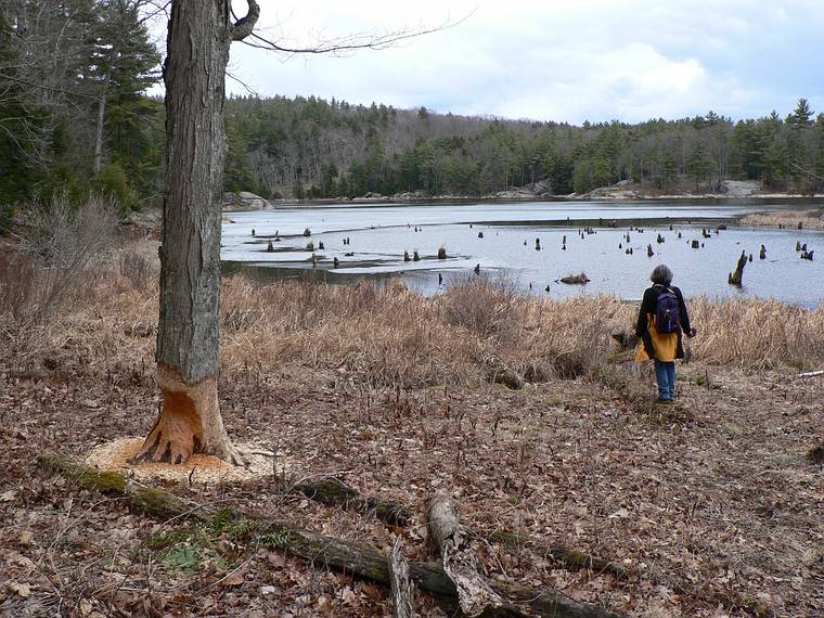 March 26, 2006 - Pawtuckaway State Park, Nottingham, New Hampshire.<br />Joyce and beaver gnawed tree at Round Pond.<br />The tree was so recently chewed it was slick with sap and the chips were wet.