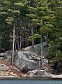March 26, 2006 - Pawtuckaway State Park, Nottingham, New Hampshire.<br />Trees growing on rocks at edge of Round Pond.