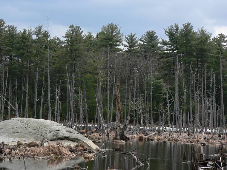 March 26, 2006 - Pawtuckaway State Park, Nottingham, New Hampshire.<br />Another beaver pond.