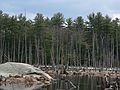 March 26, 2006 - Pawtuckaway State Park, Nottingham, New Hampshire.<br />Another beaver pond.