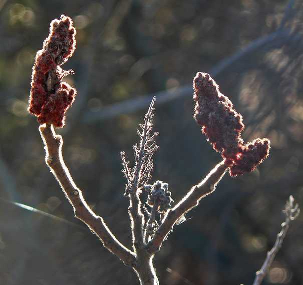 March 28, 2006 - Merrimac, Massachusetts.<br />Staghorn sumac.