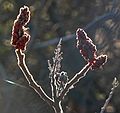 March 28, 2006 - Merrimac, Massachusetts.<br />Staghorn sumac.