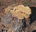 March 29, 2006 - Maudslay State Park, Newburyport, Massachusetts.<br />Joyce's dripline white pine tree is no more (see June 4, 2004).