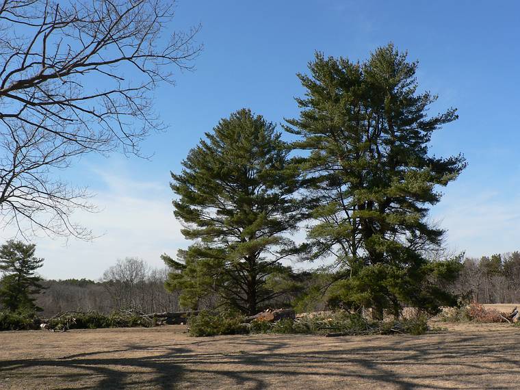 March 29, 2006 - Maudslay State Park, Newburyport, Massachusetts.<br />Stand of white pines with cut tree (compare with 20040605_008).