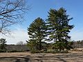 March 29, 2006 - Maudslay State Park, Newburyport, Massachusetts.<br />Stand of white pines with cut tree (compare with 20040605_008).