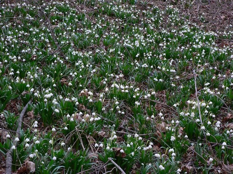 March 29, 2006 - Maudslay State Park, Newburyport, Massachusetts.<br />Snowdrops.