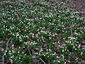 March 29, 2006 - Maudslay State Park, Newburyport, Massachusetts.<br />Snowdrops.