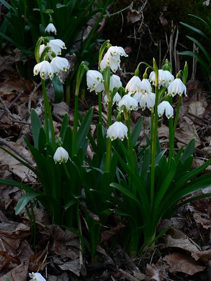 March 29, 2006 - Maudslay State Park, Newburyport, Massachusetts.<br />Snowdrops.
