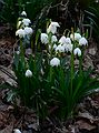 March 29, 2006 - Maudslay State Park, Newburyport, Massachusetts.<br />Snowdrops.