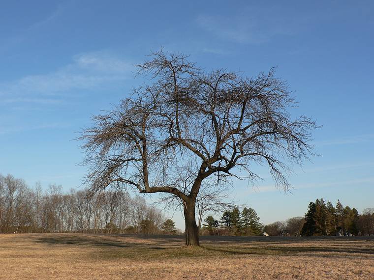 March 29, 2006 - Maudslay State Park, Newburyport, Massachusetts.