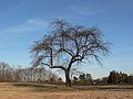 March 29, 2006 - Maudslay State Park, Newburyport, Massachusetts.