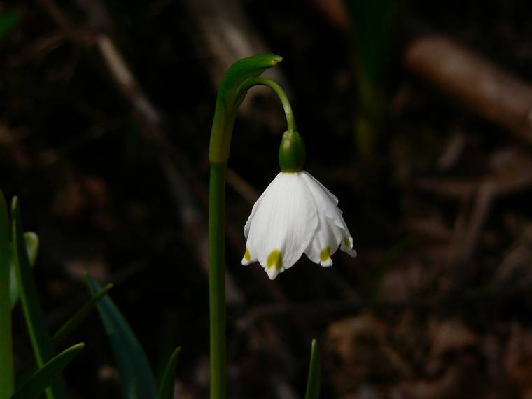 March 30, 2006 - Maudslay State Park, Newburyport, Massachusetts.<br />Snowdrop.