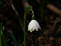 March 30, 2006 - Maudslay State Park, Newburyport, Massachusetts.<br />Snowdrop.