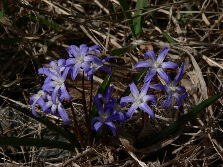 March 30, 2006 - Maudslay State Park, Newburyport, Massachusetts.<br />Scilla.