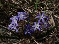 March 30, 2006 - Maudslay State Park, Newburyport, Massachusetts.<br />Scilla.
